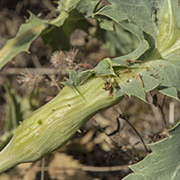 gall Lasioptera eryngii